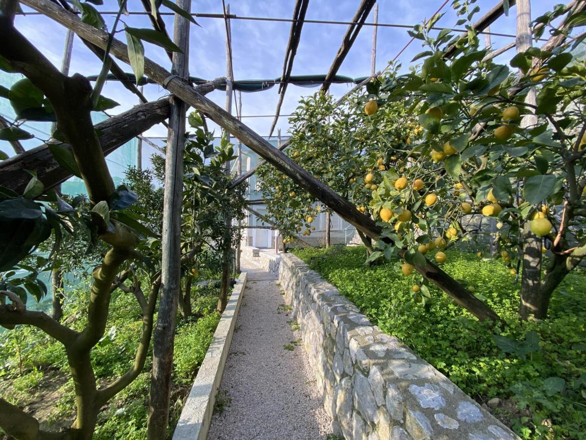 "Il Fienile Di Zia Teresa" Villa Massa Lubrense Ngoại thất bức ảnh